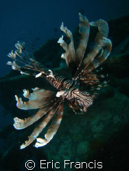 lionfish under seaventures borneo, canon 960is ikelite ho... by Eric Francis 